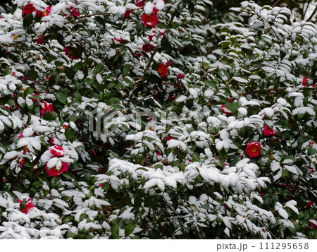 降雪の後 サザンカの赤い花 降雪の後 サザンカの赤い花 111295658