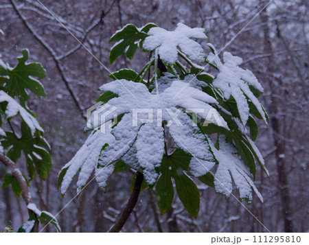 雪の積もったウコギ科ヤツデの葉 111295810