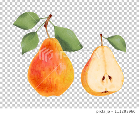 Yellow whole pear with leaves and half of fruit.Botanical watercolor illustration.Clip art of ripe fruits from tree for menu design,agriculture.Sketch of organic food.Hand drawn isolated. Yellow whole pear with leaves and half of fruit.Botanical watercolor illustration.Clip art of ripe fruits from tree for menu design,agriculture.Sketch of organic food.Hand drawn isolated. 111295960