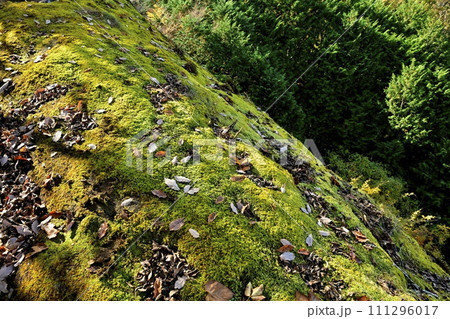 秩父札所32番法性寺の奥之院のお船岩の痩せ尾根から崖下を見る 秩父札所32番法性寺の奥之院のお船岩の痩せ尾根から崖下を見る 111296017