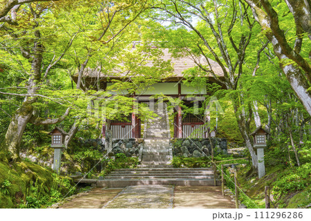 初夏の京都　常寂光寺　新緑に包まれた仁王門 111296286