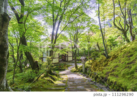 初夏の京都　常寂光寺　末吉坂から望む新緑に包まれた仁王門 111296290