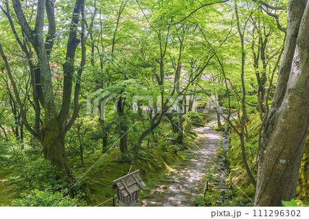初夏の京都　常寂光寺　末吉坂から望む新緑に包まれた仁王門 111296302