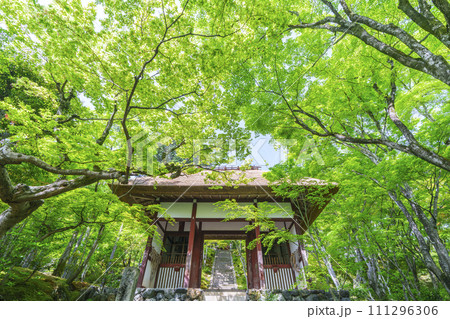 初夏の京都　常寂光寺　新緑に包まれた仁王門 111296306