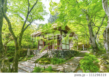 初夏の京都　常寂光寺　新緑に包まれた仁王門 111296319