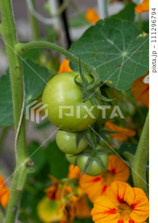 Fresh organic cherry tomatoes on tree in the garden Fresh organic cherry tomatoes on tree in the garden 111296794