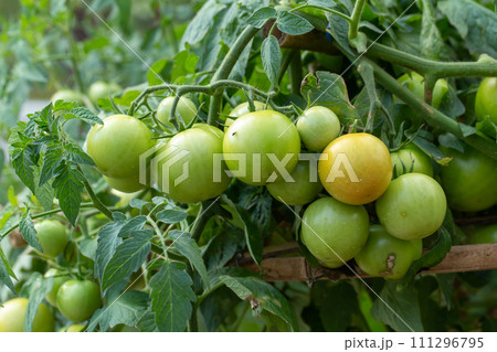 Fresh organic cherry tomatoes on tree in the garden Fresh organic cherry tomatoes on tree in the garden 111296795