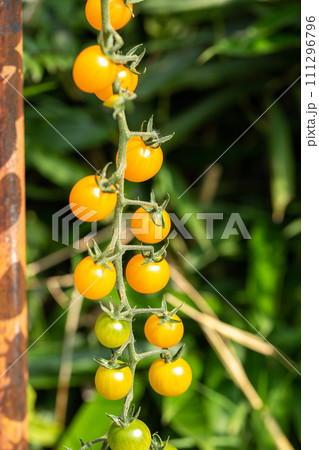 Fresh organic cherry tomatoes on tree in the garden Fresh organic cherry tomatoes on tree in the garden 111296796