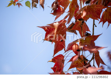 Vibrant Red Maple Leaves Falling in a Beautiful Autumn Vibrant Red Maple Leaves Falling in a Beautiful Autumn 111296802