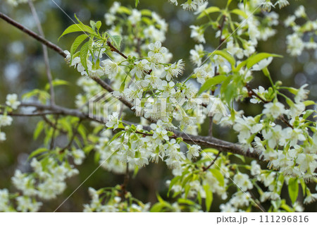 White Wild Himalayan Cherry blossom or thai sakura flower tree at Chiang Mai Thailand 111296816