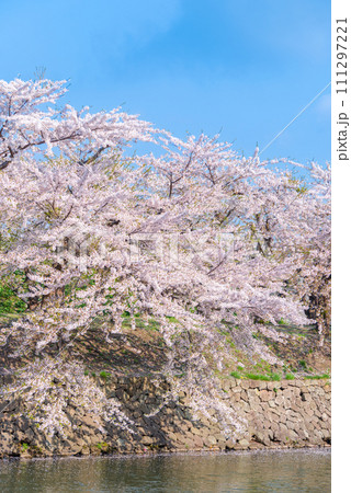 五稜郭公園の桜_4161 111297221