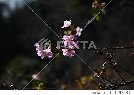 早咲き桜 早咲き桜 111297541
