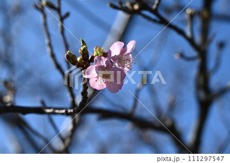 早咲き桜 111297547
