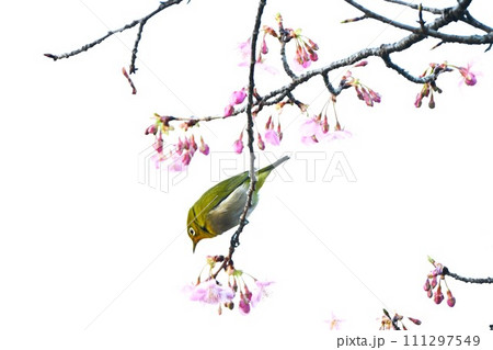 早咲き桜 早咲き桜 111297549