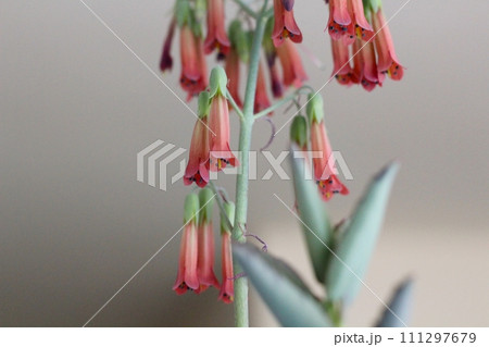 不死鳥の花　多肉植物の花　下を向く可憐な花 111297679