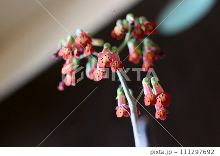 不死鳥の花　多肉植物の花　下を向く可憐な花 111297692