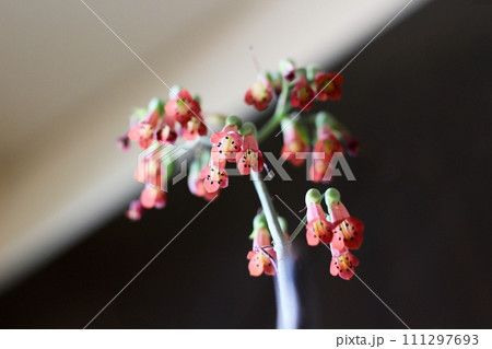 不死鳥の花 多肉植物の花 下を向く可憐な花 不死鳥の花 多肉植物の花 下を向く可憐な花 111297693
