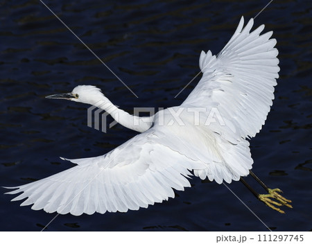羽を広げて飛ぶシラサギ 羽を広げて飛ぶシラサギ 111297745