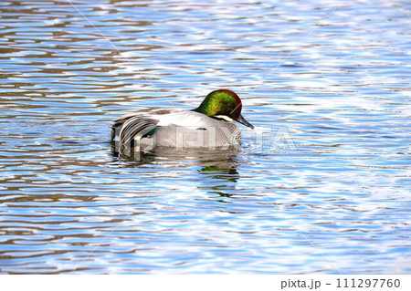 秋、池を泳ぐヨシガモのオス 秋、池を泳ぐヨシガモのオス 111297760
