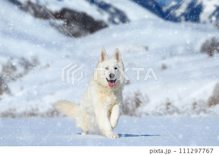 White Swiss Shepherd dog running on snow 111297767