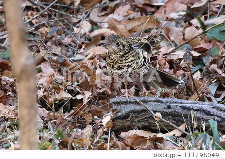 野鳥_トラツグミ 111298049