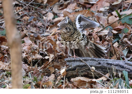 野鳥_トラツグミ 111298051