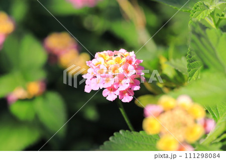 ピンクと黄色のランタナの花 ピンクと黄色のランタナの花 111298084