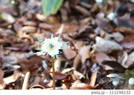 節分の日に咲くセツブンソウ（節分草） 111298132