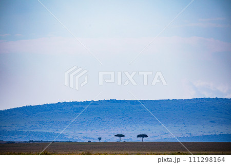 Kenya Landscapes Savannah Grassland Wildlife Wilderness Great Rift Valley Narok County Kenya East Africa Maasai Mara National Park Reserve  111298164