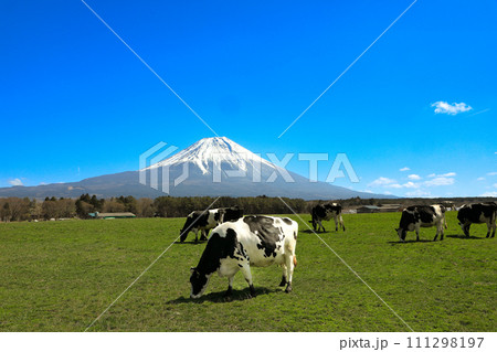 朝霧高原牧場の牛と雄大な富士山の風景 静岡県富士宮市 朝霧高原牧場の牛と雄大な富士山の風景 静岡県富士宮市 111298197