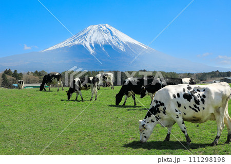 朝霧高原牧場の牛と雄大な富士山の風景 静岡県富士宮市 朝霧高原牧場の牛と雄大な富士山の風景 静岡県富士宮市 111298198