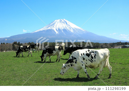 朝霧高原牧場の牛と雄大な富士山の風景 静岡県富士宮市 朝霧高原牧場の牛と雄大な富士山の風景 静岡県富士宮市 111298199