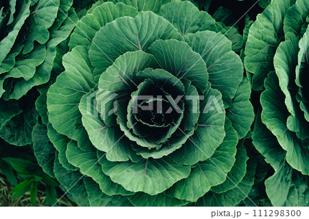 Green vegetables. Background and details of green vegetable leaves. 111298300