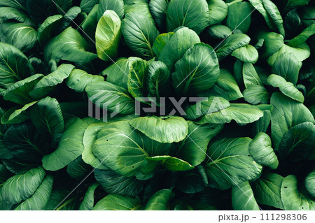 Green vegetables. Background and details of green vegetable leaves. 111298306