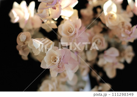 オレガノ・ケントビューティーのドライフラワー　茶色になったドライフラワー 111298349