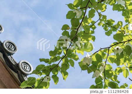 ハンカチノキ 111298426