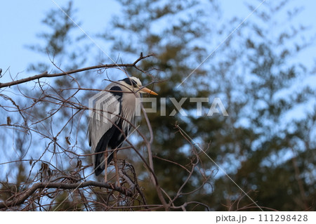 木の枝にとまるアオサギ 111298428
