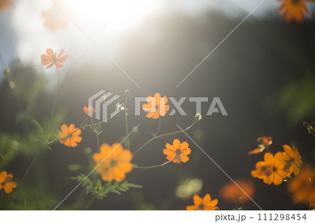 幻のようなオレンジの花 幻のようなオレンジの花 111298454
