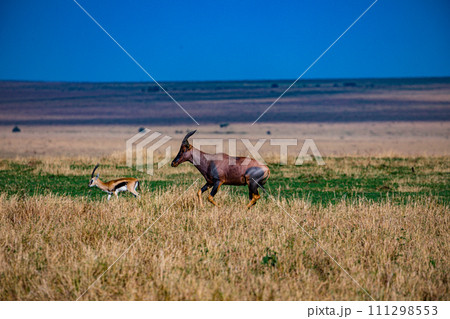 Topi Antelope Wildlife Animals Mammals Savanna Grassland Wilderness Freat Rift Valley Maasai Mara National Game Reserve Park Narok County Kenya East Africa Landscapes  111298553