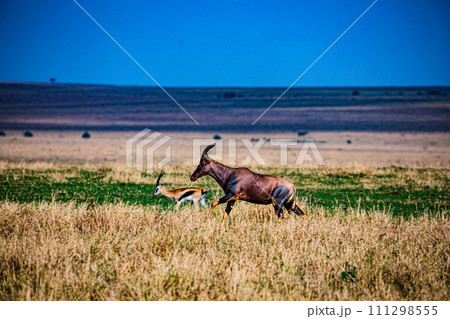 Topi Antelope Wildlife Animals Mammals Savanna Grassland Wilderness Freat Rift Valley Maasai Mara National Game Reserve Park Narok County Kenya East Africa Landscapes  111298555
