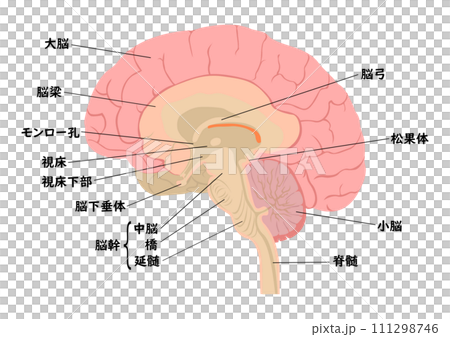 人腦各部分的名稱 111298746