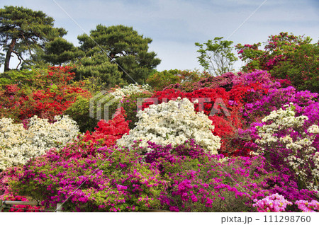 つつじが岡公園 111298760