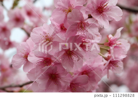 見頃を迎えた満開のカワヅザクラ Kawazu-sakura full bloom 見頃を迎えた満開のカワヅザクラ Kawazu-sakura full bloom 111298828