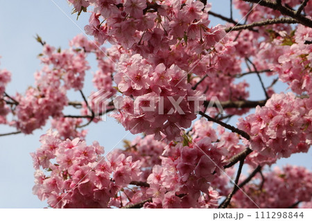見頃を迎えた満開のカワヅザクラ Kawazu-sakura full bloom 見頃を迎えた満開のカワヅザクラ Kawazu-sakura full bloom 111298844