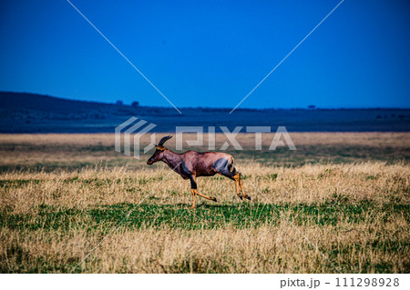 Topi African Antelope Thomsons Gazelle Wildlife Animals Mammals Savanna Grassland Wilderness Freat Rift Valley Maasai Mara National Game Reserve Park Narok County Kenya East Africa Landscapes  111298928