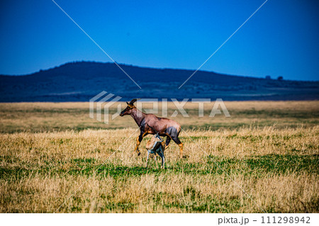 Topi African Antelope Thomsons Gazelle Wildlife Animals Mammals Savanna Grassland Wilderness Freat Rift Valley Maasai Mara National Game Reserve Park Narok County Kenya East Africa Landscapes  111298942