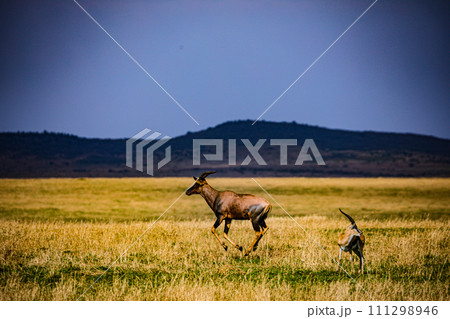 Topi African Antelope Thomsons Gazelle Wildlife Animals Mammals Savanna Grassland Wilderness Freat Rift Valley Maasai Mara National Game Reserve Park Narok County Kenya East Africa Landscapes Topi African Antelope Thomsons Gazelle Wildlife Animals Mammals Savanna Grassland Wilderness Freat Rift Valley Maasai Mara National Game Reserve Park Narok County Kenya East Africa Landscapes 111298946