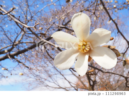 コブシの花 111298963