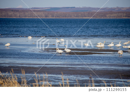 浜辺で羽を休めるオオハクチョウ 111299155