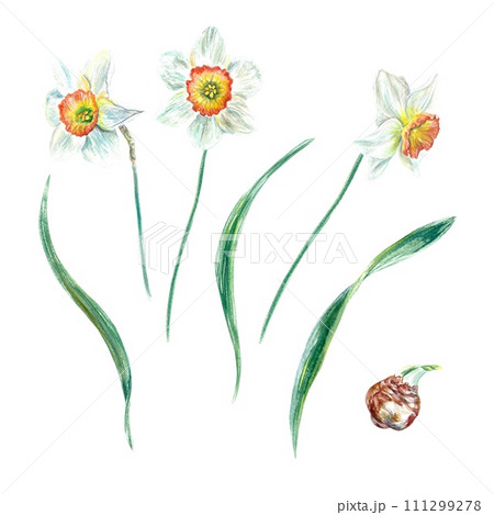 Daffodils, flowers, leaves, bulb. Watercolor illustration of spring flowers isolated on white background. Cards, invitations, banners, covers, flyers. 111299278